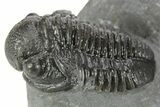 Detailed Gerastos Trilobite Fossil - Morocco #377254-1